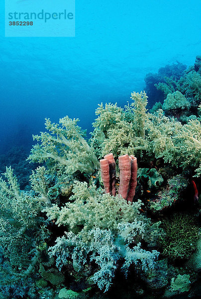 Schwamm zwischen Lederkorallen (Alcyoniidae)  Rotes Meer  Sudan