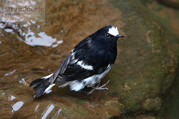 Stummelscherenschwanz (Enicurus scouleri)  erwachsener Vogel in fließendem Wasser  Sichuan  China  Asien