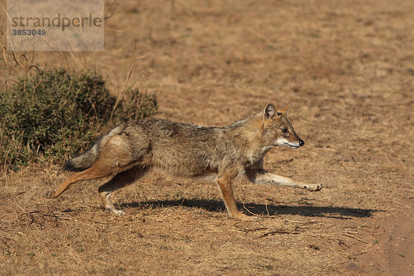 Goldschakal (Canis aureus)  ausgewachsenes Tier  beim Rennen  in der Nähe von Ranthambhor  Rajastan  Indien  Asien