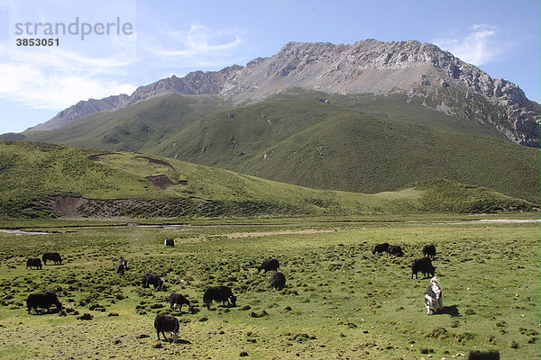 Hausyak (Bos grunniens)  Herde beim Weiden in den Bergen im August  in der Nähe von Yushu  Provinz Qinghai  Tibet-Plateau  China  Asien