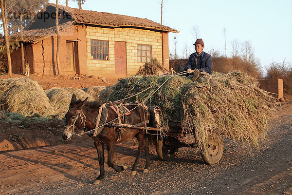 Bauer mit Maultier und Wagen  beladen mit Futter  Huize  Provinz Yunnan  China  Asien
