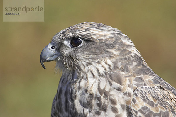 Gerfalke (Falco rusticolus)  Nahaufnahme des Kopfes  Vogel aus einer Falknerei  Worcestershire  England  Großbritannien  Europa