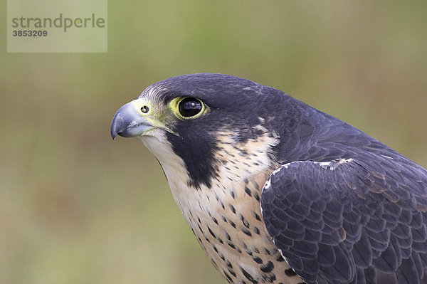 Wanderfalke (Falco peregrinus)  ausgewachsener Vogel  Nahaufnahme des Kopfes  Vogel aus einer Falknerei  Worcestershire  England  Großbritannien  Europa
