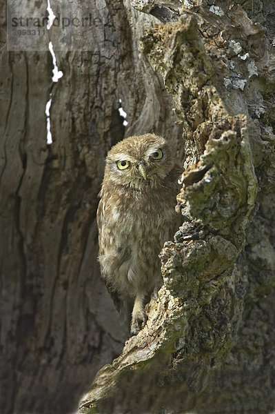 Steinkauz (Athene noctua)  noch nicht ausgewachsener Vogel sitzt in einem hohlen Baum  Warwickshire  England  Großbritannien  Europa gehockt