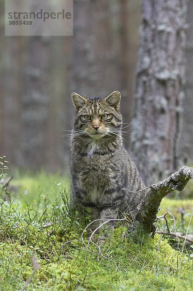 Europäische Wildkatze oder Waldkatze (Felis silvestris)  ausgewachsenes Tier im Kiefernwald  Highlands  Schottisches Hochland  Schottland  Großbritannien  Europa