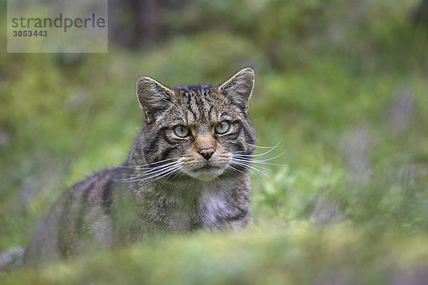 Europäische Wildkatze oder Waldkatze (Felis silvestris) ausgewachsenes Tier  Nahaufnahme des Kopfes im Kiefernwald  Highlands  Schottisches Hochland  Schottland  Großbritannien  Europa