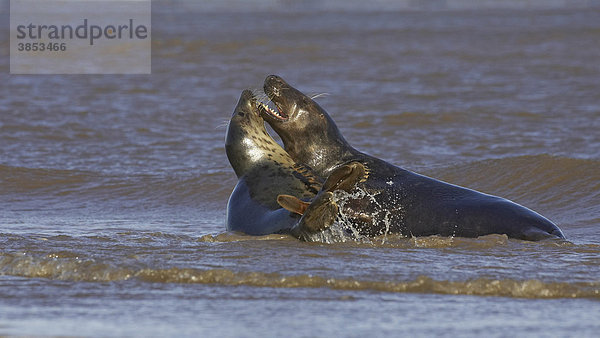 Kegelrobben (Halichoerus grypus)  ausgewachsene Weibchen kämpfen im Meer  Lincolnshire  England  Großbritannien  Europa