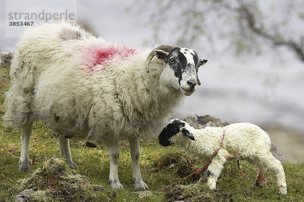 Hausschafe  Scottish Blackface Schafe  Geburt eines Lamms  Mutterschaf mit stehendem Lamm  Isle of Mull  Schottland  Großbritannien  Europa