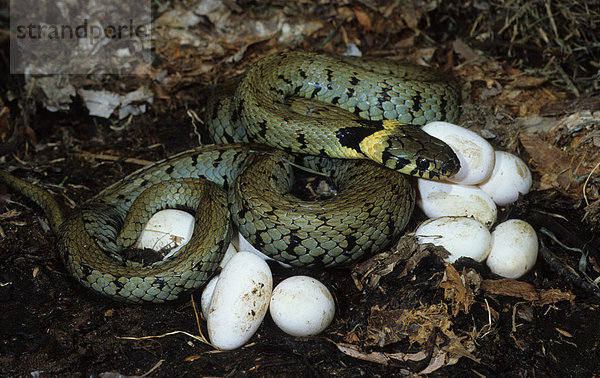 Ringelnatter (Natrix natrix)  Weibchen mit Eiern