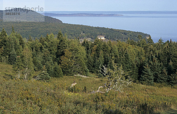 Bewaldeter Küstenstreifen  Fundy National Park  Bay of Fundy Bucht in New Brunswick  Kanada
