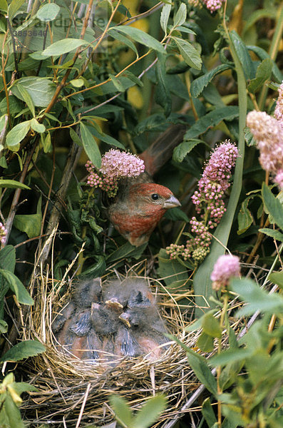 Karmingimpel (Carpodacus erythrinus) am Nest mit Küken