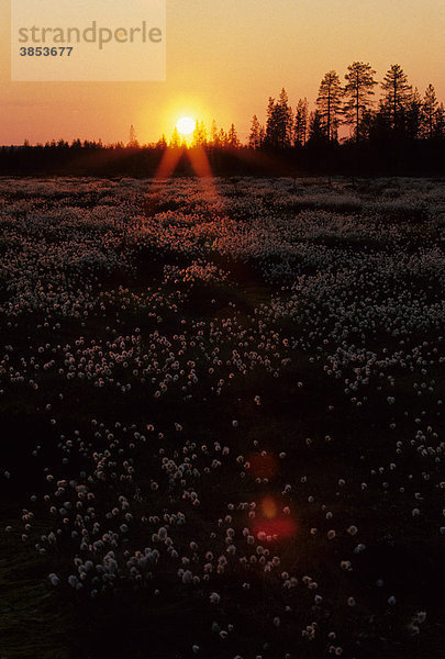 Sonnenlicht  Mitternachtssonne auf offener Fläche  Kuusamd  Nordfinnland  Europa