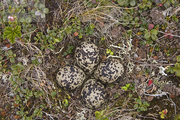 Goldregenpfeifer (Pluvialis apricaria) vier Eier im Nest  Varangerfjord  Finnmark  Norwegen  Europa