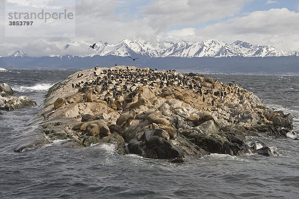 Südamerikanische Seelöwen (Otaria flavescens)  Brutkolonie mit Blauaugen-Kormoranen auf einem Felsen  Ushuaia  Feuerland  Tierra del Fuego  Argentinien  Südamerika
