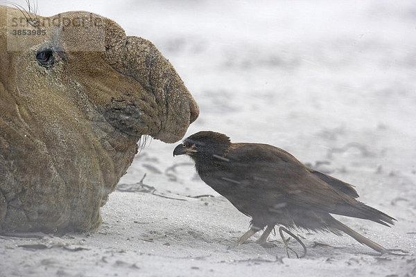 Falklandkarakara (Phalcoboenus australis)  Jungvogel  schützt sich vor Schneesturm hinter einem See-Elefanten (Mirounga leonina)  Falkland-Inseln