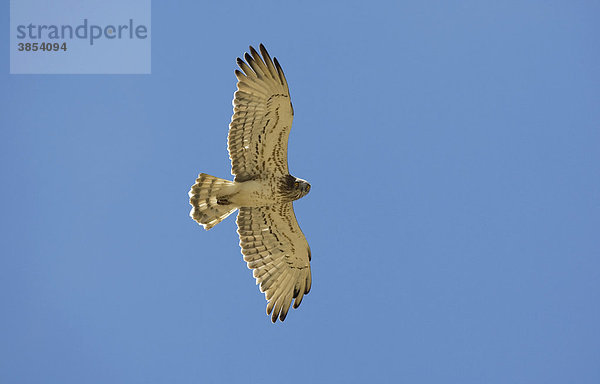 Schlangenadler (Circaetus gallicus) im Flug  Spanien  Europa