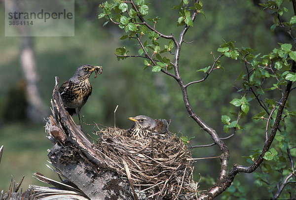 Wacholderdrossel (Turdus pilaris)  Paar am Nest  eine sitzend  eine mit Futter