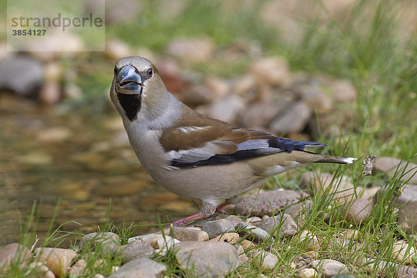 Kernbeißer (Coccothraustes coccothraustes)  weiblicher Altvogel trinkt an Wasserstelle  Spanien  Europa