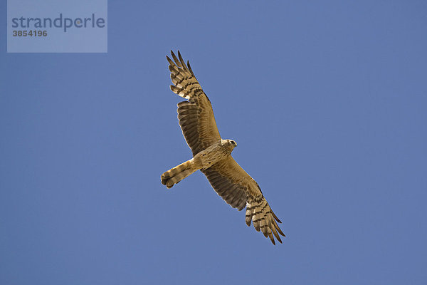 Wiesenweihe (Circus pygargus)  ausgewachsenes Weibchen im Flug  Spanien  Europa