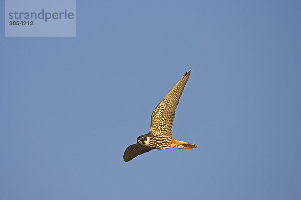 Baumfalke (Falco subbuteo) im Flug  Spanien  Europa