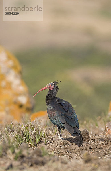 Waldrapp oder Europäischer Ibis (Geronticus eremita)  beringt  stehend  Auswilderungsprogramm  La Janda  Andalusien  Spanien  Europa