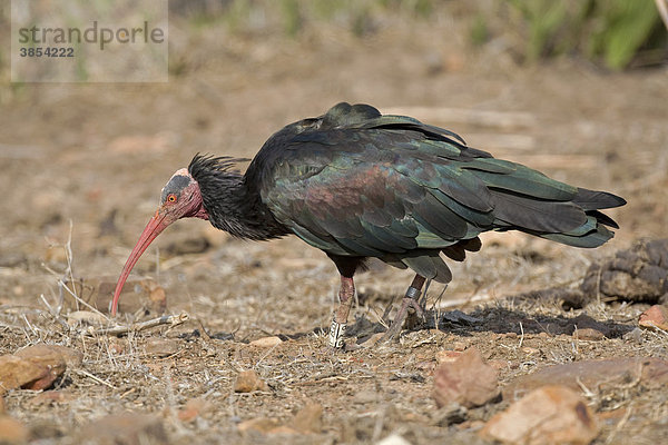 Waldrapp oder Europäischer Ibis (Geronticus eremita)  beringt  beim Fressen auf steinigem Boden  Auswilderungsprogramm  La Janda  Andalusien  Spanien  Europa