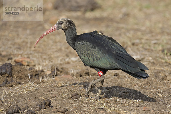 Waldrapp oder Europäischer Ibis (Geronticus eremita)  Jungvogel  beringt und mit Funksender  Auswilderungsprogramm  La Janda  Andalusien  Spanien  Europa