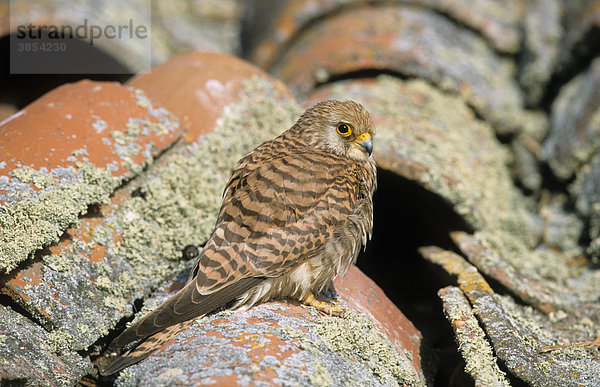 Rötelfalke (Falco naumanni)  Weibchen auf Dachziegeln  Spanien  Europa