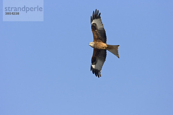 Rotmilan  Königsweihe (Milvus Milvus)  ausgewachsener Vogel im Flug