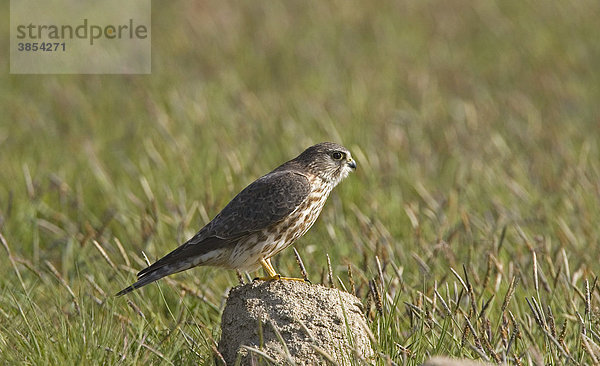 Merlin (Falco columbarius)  Weibchen auf einem Felsen  Spanien  Europa