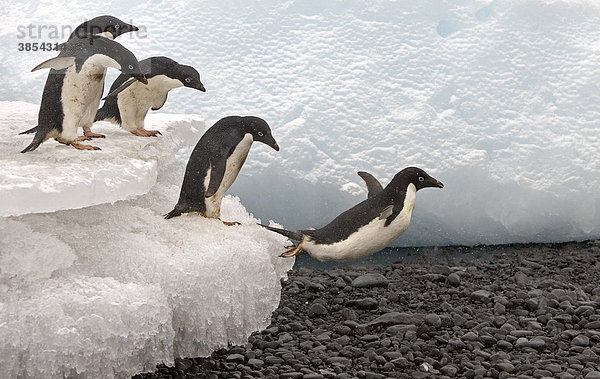 Adelie Penguin (Pygoscelis adeliae)  Alttier springt vom Eis  Antarktis