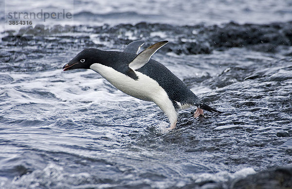 Adelie Penguin (Pygoscelis adeliae)  Alttier springt ins Meer  Antarktis