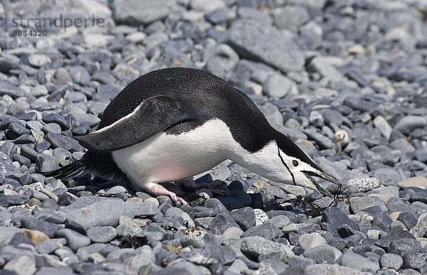 Zügelpinguin oder Kehlstreifpinguin (Pygoscelis antarctica)  Alttier sammelt Nestmaterial  Antarktis
