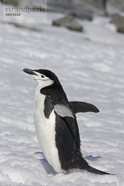 Zügelpinguin oder Kehlstreifpinguin (Pygoscelis antarctica)  Alttier steht auf Schnee  Antarktis