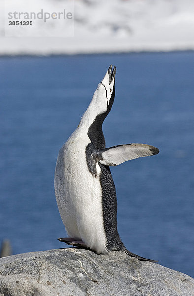Zügelpinguin oder Kehlstreifpinguin (Pygoscelis antarctica)  Alttier bei der Balz  Antarktis