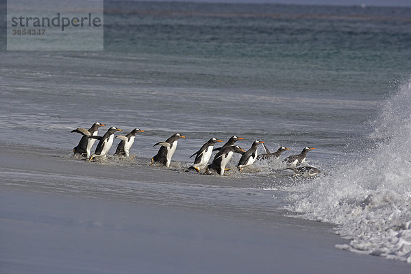 Eselspinguin (Pygoscelis papua)  Altvögel  Gruppe am Strand  gehen ins Meer  Falkland-Inseln