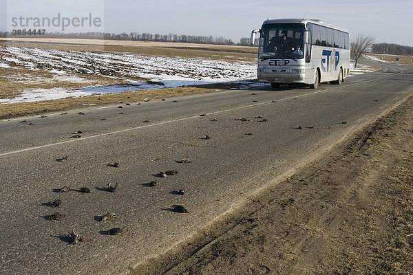 Stare (Sturnus vulgaris)  überfahrener Vogelschwarm mit Bus  Bulgarien  Europa