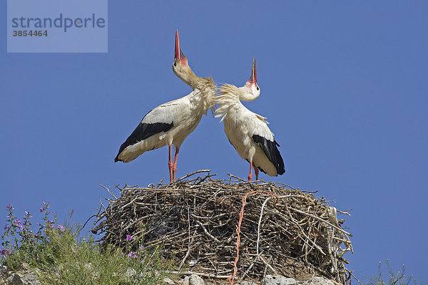 Weißstörche (Ciconia ciconia)  zwei ausgewachsene Vögel balzen im Nest  gegenseitige Begrüßung  Storchenpaar  Spanien  Europa