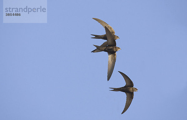 Mauersegler (Apus apus)  drei ausgewachsene Vögel im Flug  Spanien  Europa