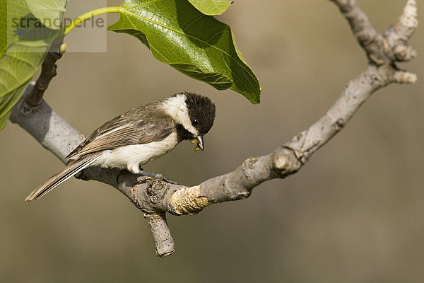 Trauermeise (Parus lugubris  Poecile lugubris)  ausgewachsener Vogel sitzt auf einem Ast