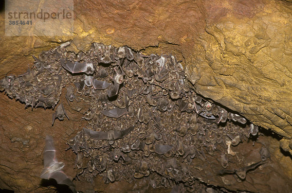 Langflügelfledermäuse (Miniopterus schreibersii)  Brutkolonie  Spanien  Europa