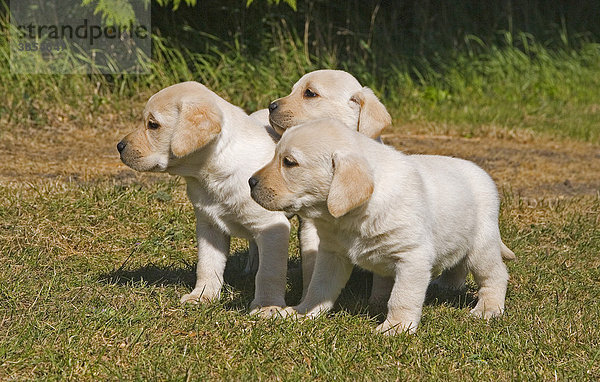 Gelbe Labradore  drei Welpen im Stand  England  Großbritannien  Europa