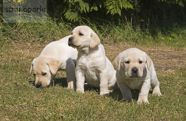 Gelbe Labradore  drei Welpen stehend und sitzend  England  Großbritannien  Europa