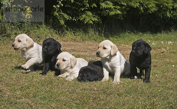 Gelbe und schwarze Labradore  sechs Welpen  England  Großbritannien  Europa