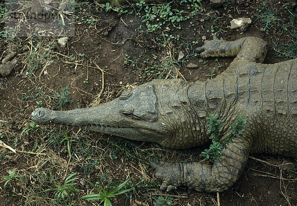 Panzerkrokodil (Crocodylus cataphractus)