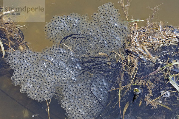 Erdkröte (Bufo bufo)  Krötenlaich und Grasfrosch (Rana temporaria)  Froschlaich im Wasser  Norfolk  England  Großbritannien  Europa