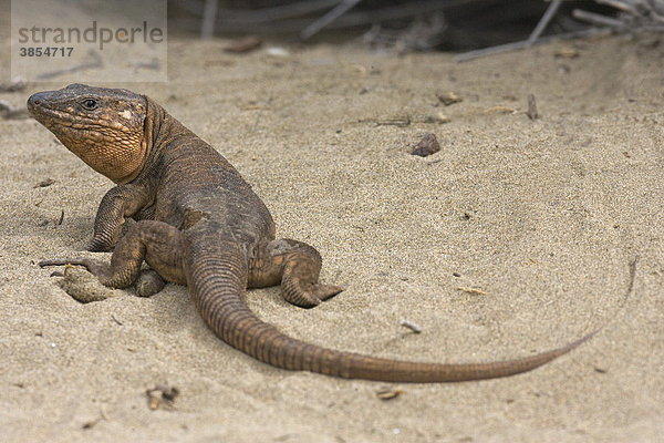 Kanareneidechse (Gallotia stehlini) auf Sand  Kanarische Inseln  Spanien  Europa