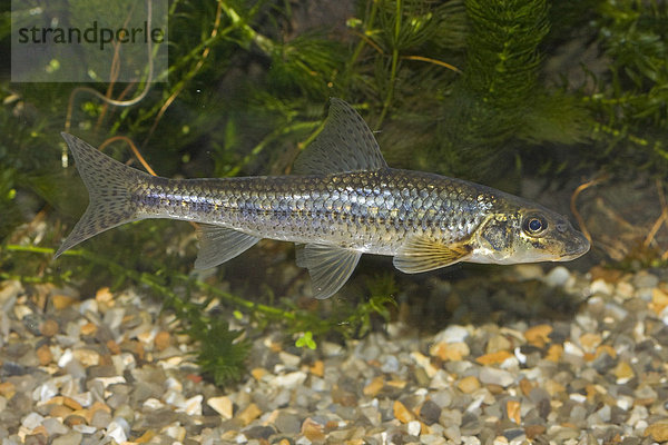 Gründling (Gobio gobio) beim Schwimmen  Norfolk  England  Großbritannien  Europa