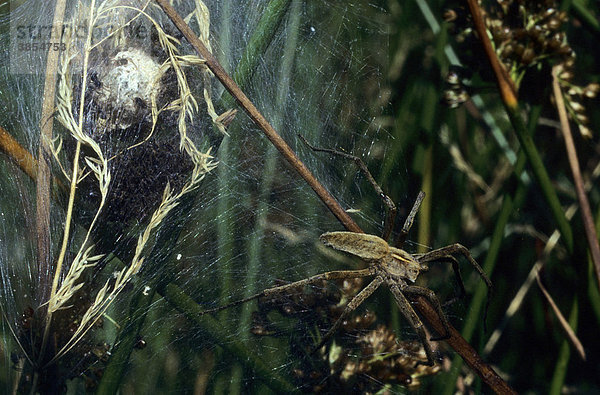 Kindermädchen-Spinne auf Netz mit Nachkommen