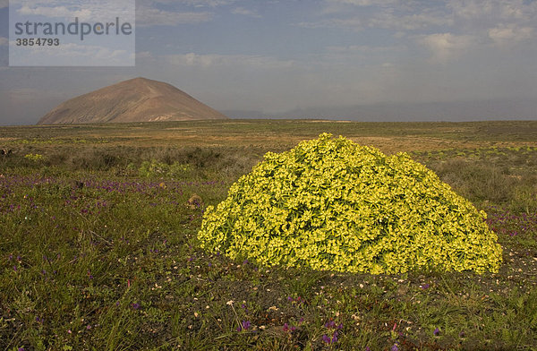 Balsam-Wolfsmilch oder Tabaiba (Euphorbia balsamifera) im typischen Habitat mit Vulkan hinten  Lanzarote  Kanarische Inseln  Spanien  Europa